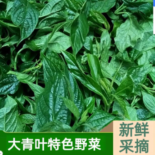 秋枫树秋风丝柴头菜公鸡菜大青叶温州野菜500g去火苦菜草寿宁特产