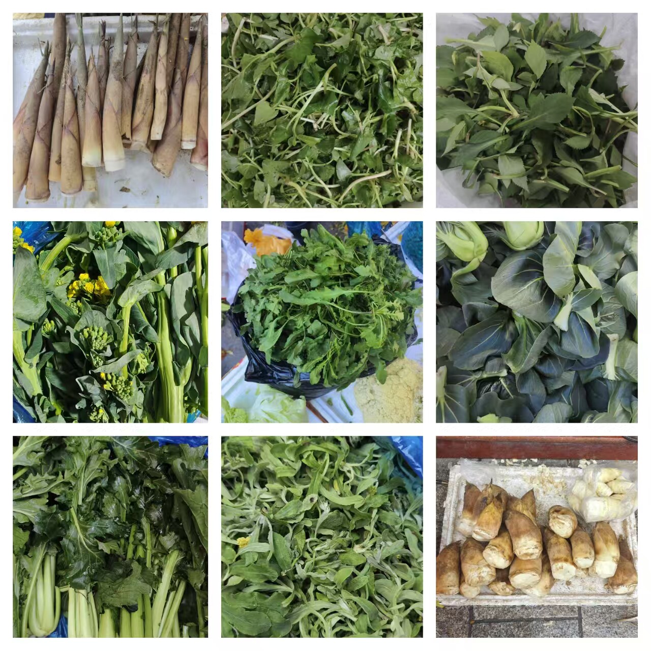 寿宁土特产新鲜花小笋大青叶青菜苦菜本地黄心小土豆