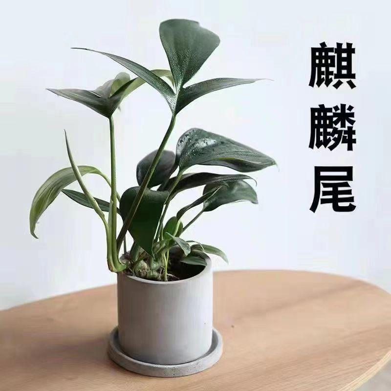 麒麟尾盆栽植物四季常青办公室绿植吉祥花卉耐阴耐寒耐旱养不死