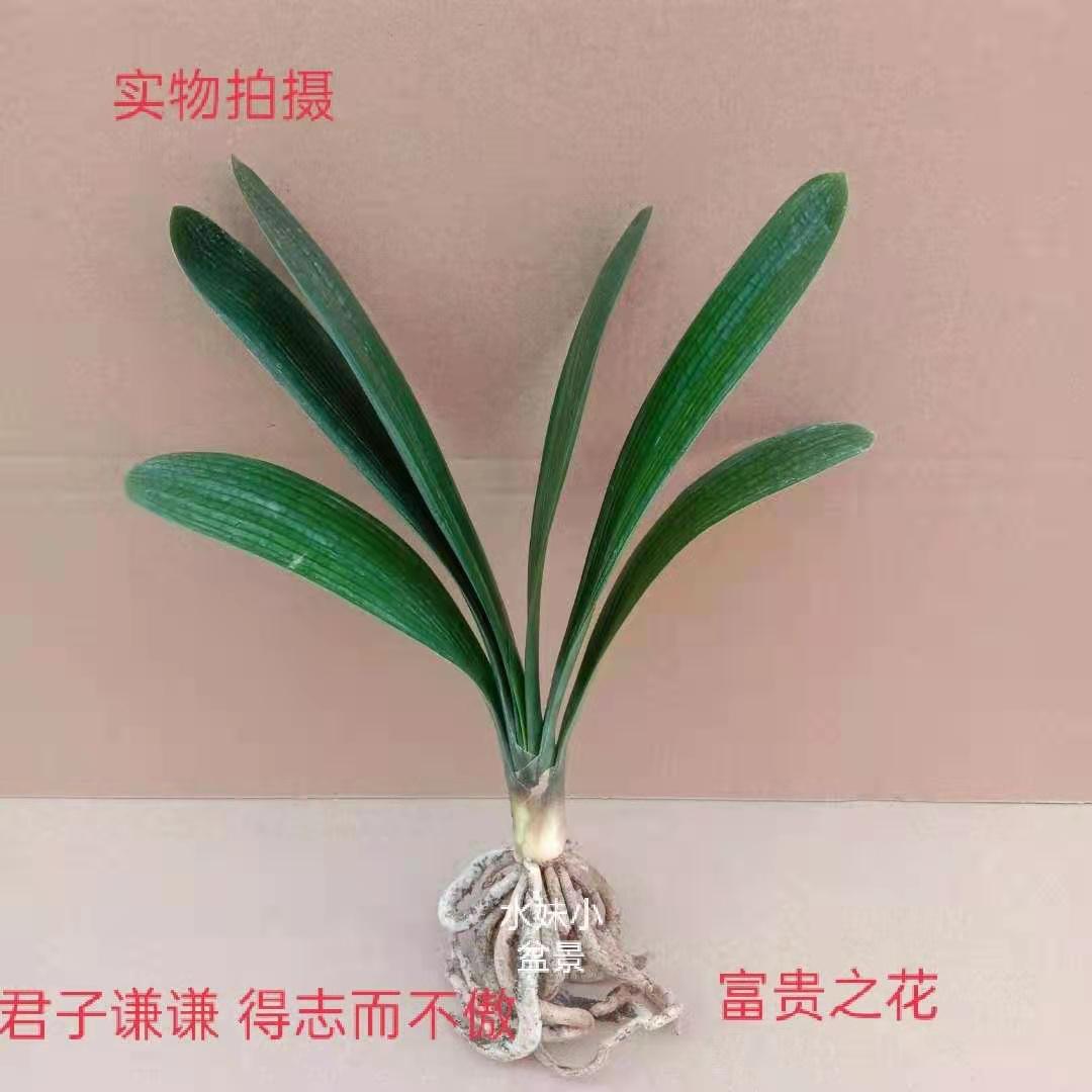 绿植小苗耐寒四季圆头和尚君子兰