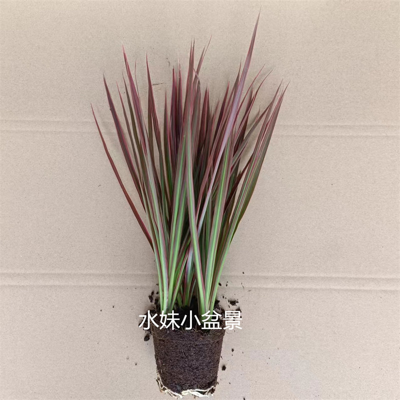 千年木七彩铁室内阳台观叶植物盆栽四季青彩色耐寒绿植花卉吸甲醛