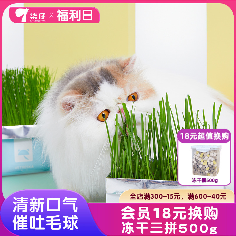 未卡猫草猫薄荷种子无土壤盆栽水培种植黑麦草种籽去毛球猫零食