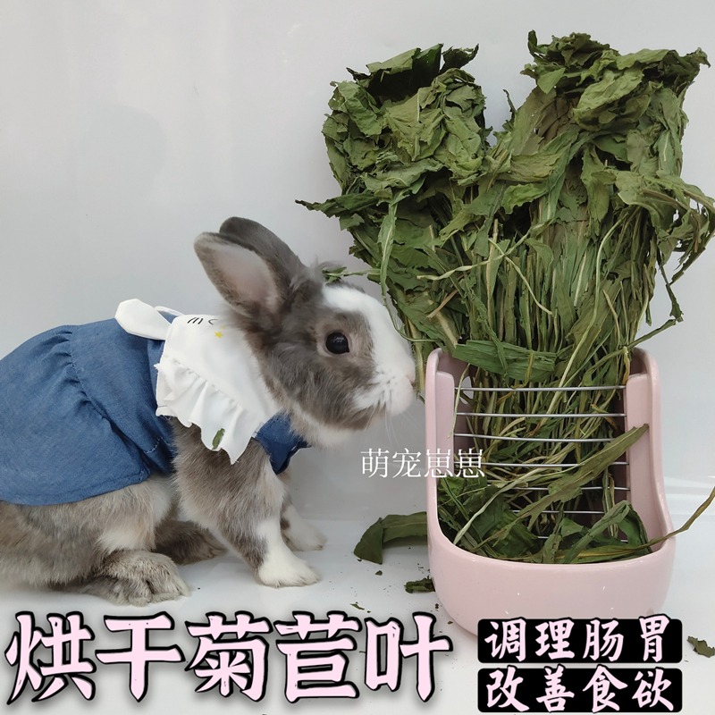 烘干菊苣干草 兔子龙猫荷兰猪菊苣叶 兔提高食欲菊苣牧草调理肠胃