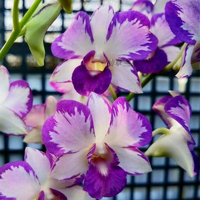 泰国秋石斛原杯进口石斛盆栽花卉石斛兰洋兰花卉办公室阳台绿植苗