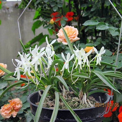 风兰富贵兰武夷洋兰兰花附生兰