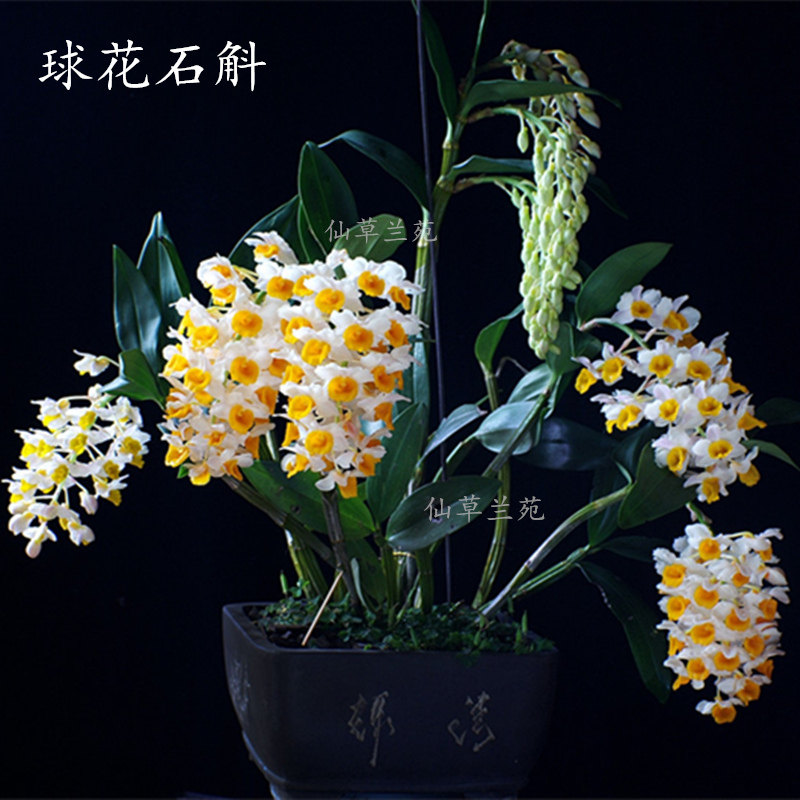 球花石斛苗黄灯笼石斛石斛盆栽苗桌面绿植