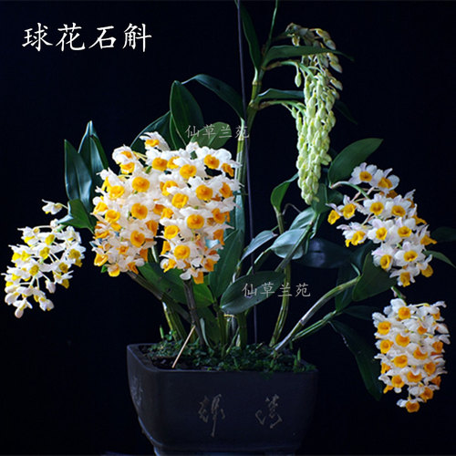 球花石斛苗黄灯笼石斛石斛盆栽苗石斛花附生石斛食用石斛球花包邮