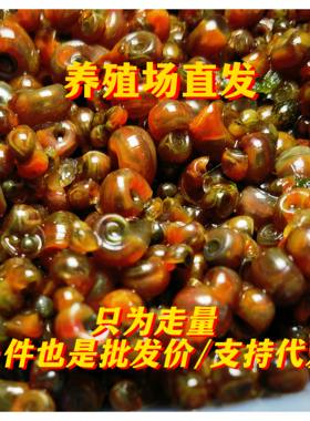 苹果螺清洁除藻狗头乌龟活体饲料