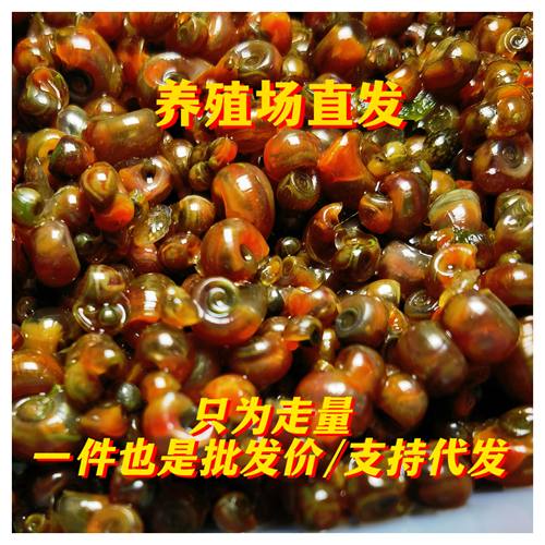 苹果螺清洁除藻狗头乌龟活体饲料