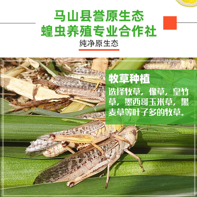 广西南宁新鲜蚂蚱活体速冻蝗虫冰其它
