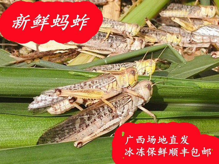 新鲜活体蝗虫活体蚂蚱快递包邮广西南宁马山养殖场地发货