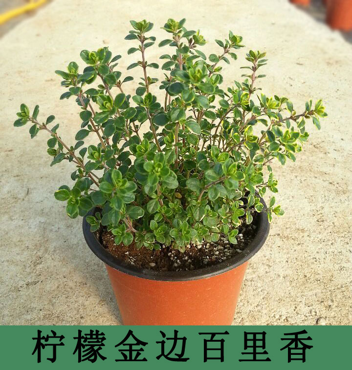 柠檬百里香盆栽绿植香草植物百里香柠檬味食用西餐调料包邮