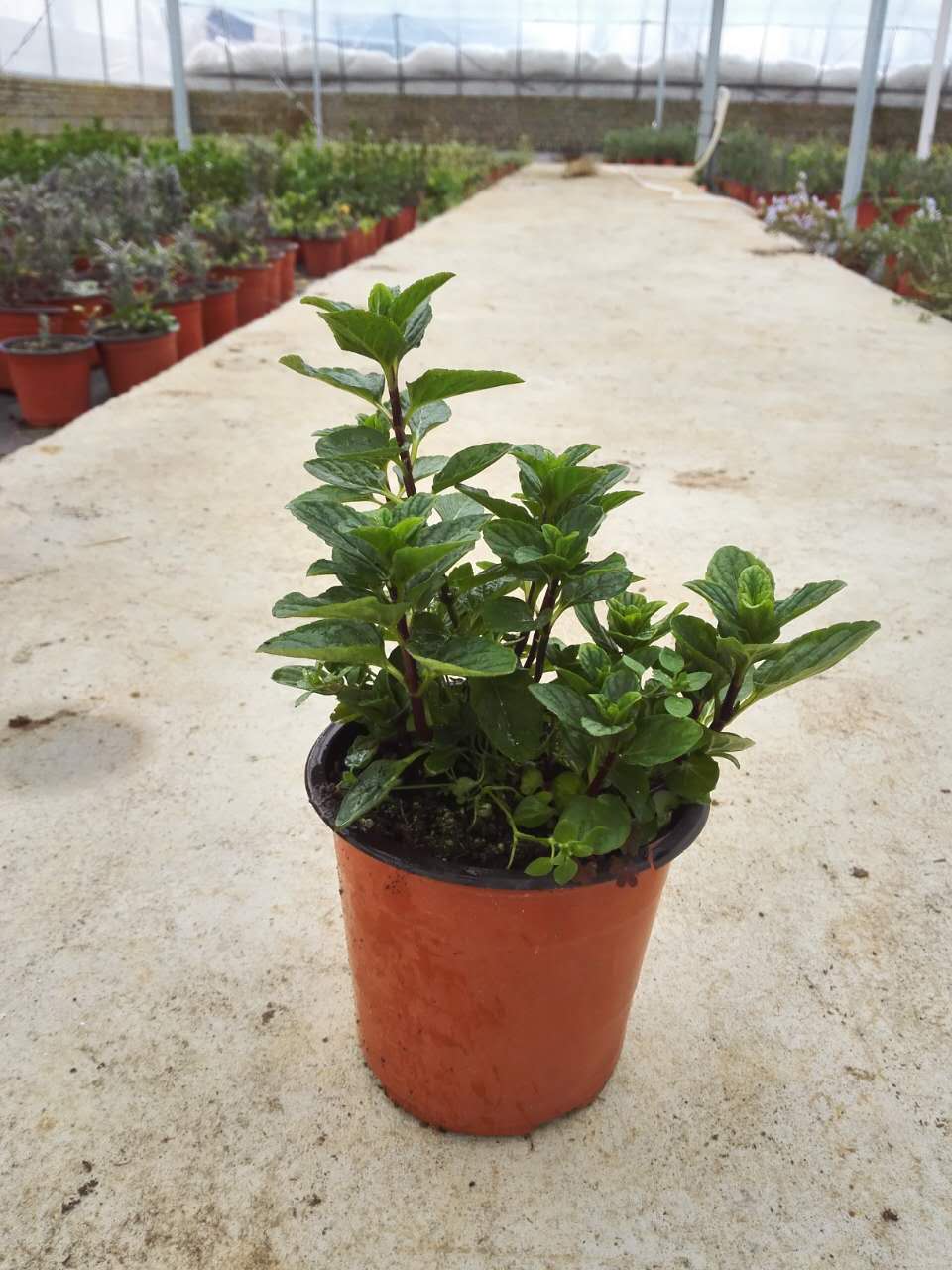 四季香槟薄荷苗香草盆栽庭院园艺花卉绿植薄荷盆栽调鸡尾酒包邮