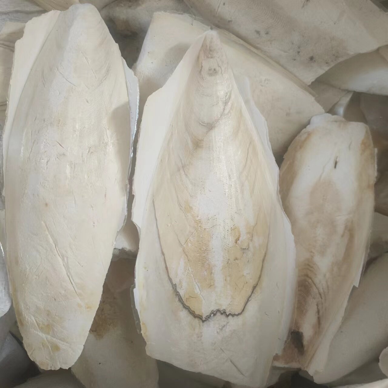 大海螵蛸 3斤包邮 乌贼骨 海螵蛸 中药材初级农产品 500g克