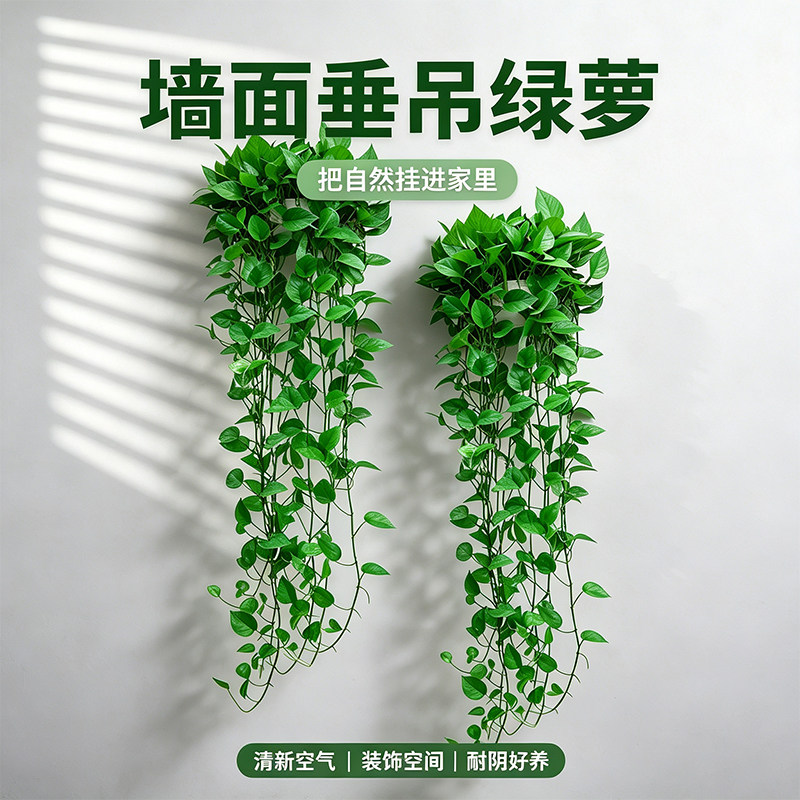 长藤款绿萝室内盆栽客厅卧室绿植壁挂绿罗植物办公室垂吊大盆绿箩