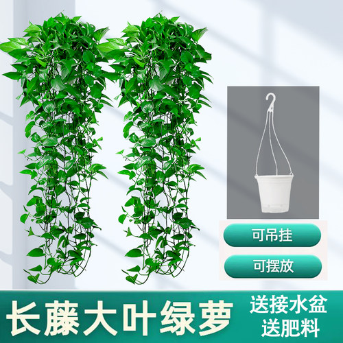 绿萝长藤盆栽客厅绿箩室内植物