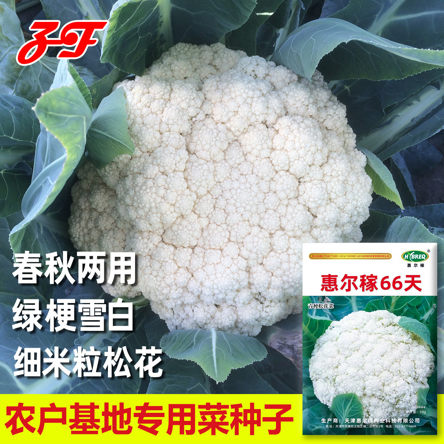 惠尔稼松不老春秋两用66天小米粒青梗松花菜种子绿梗菜花散花种籽