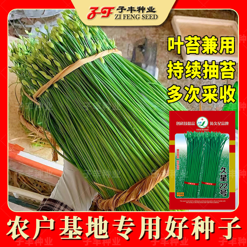 韭苔王种子久星22号四季韭菜种籽抽苔早薹韭专用韭菜花籽苔韭种孑
