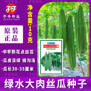 绿水大肉丝瓜种子春季秋中早熟杂交花点丝瓜籽病害少易管理棱丝瓜