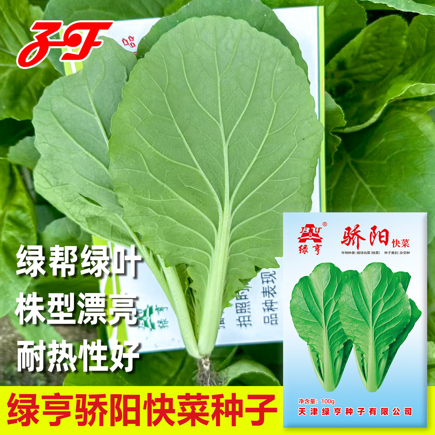四季易种耐热好不卷叶快菜种子图片