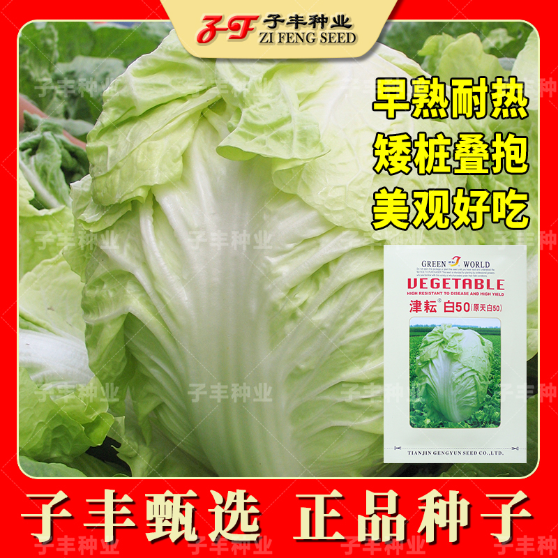 津耘白50天大白菜种子早熟夏季耐热秋季白菜种孑矮桩圆头白菜种籽