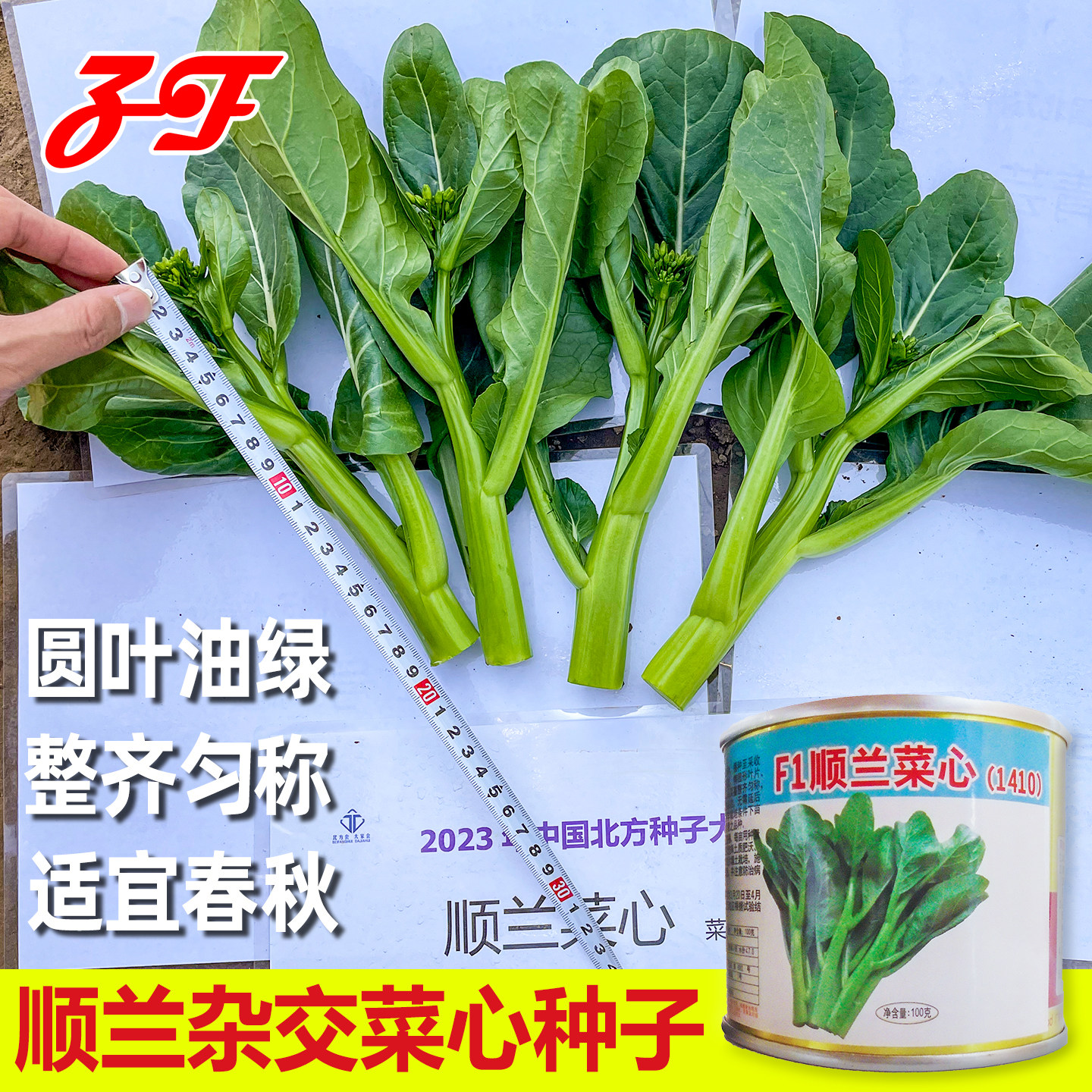 F1顺兰杂交菜心种子春季秋季圆叶油绿短柄广东甜菜心种籽菜芯种孑