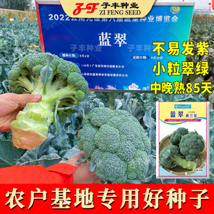 蓝翠中晚熟杂交西兰花种子春季秋季85天100天小米粒青花菜绿菜花
