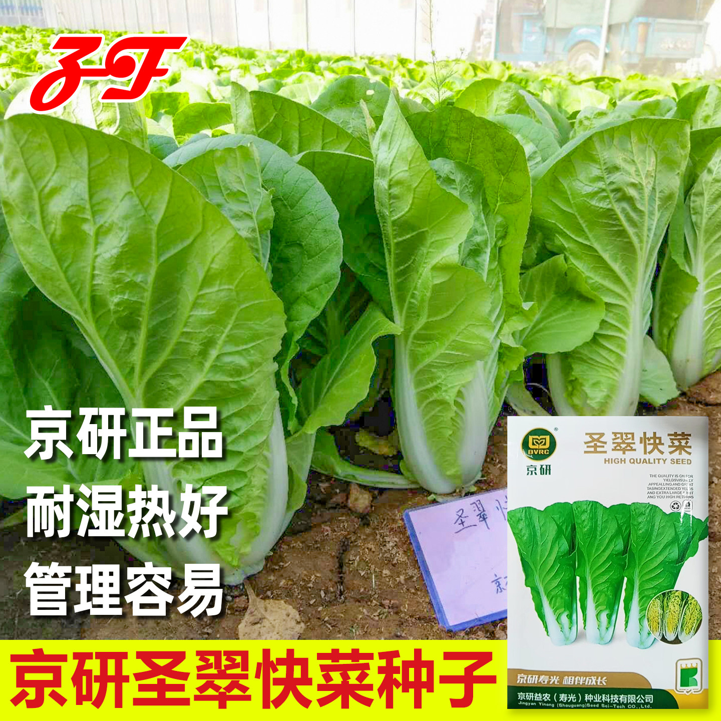 京研正品四季圣翠快菜种子图片