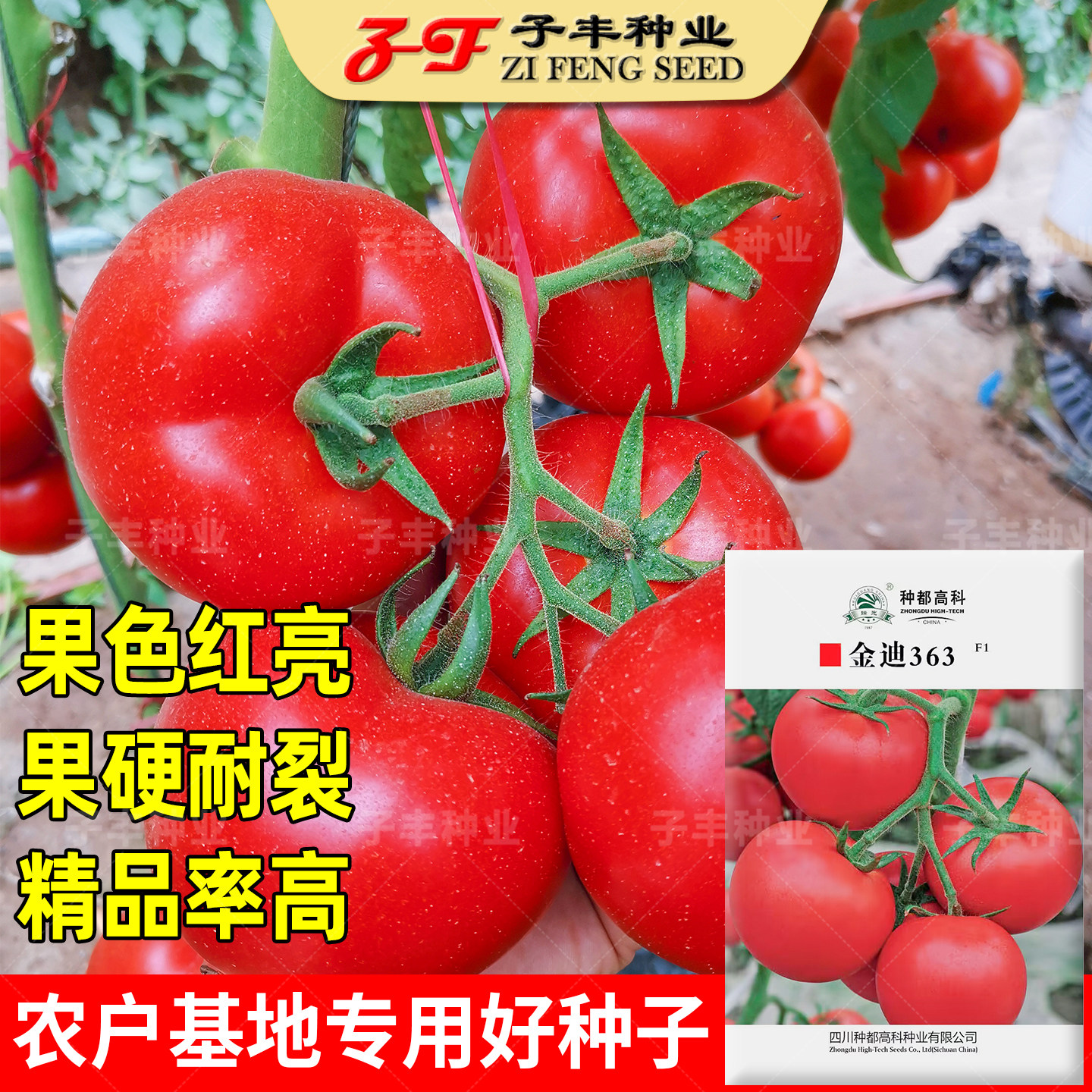 基地专用精品大红果番茄种子