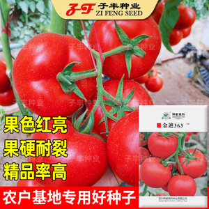 基地专用精品大红果番茄种子