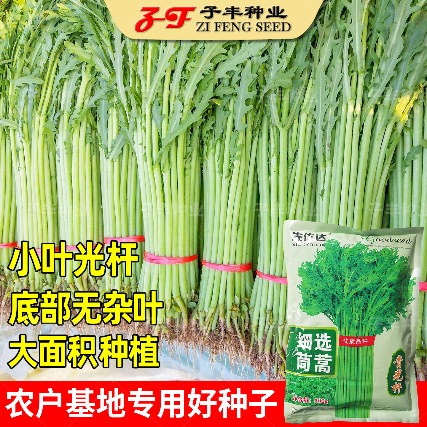 青光一号小叶光杆茼蒿种子四季耐热青菜蓬蒿皇帝菜蒿子秆蔬菜种籽
