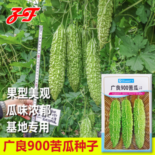 广良900杂交珍珠苦瓜种子瓜皮浅绿油亮瓜味浓郁春秋夏季凉瓜种籽