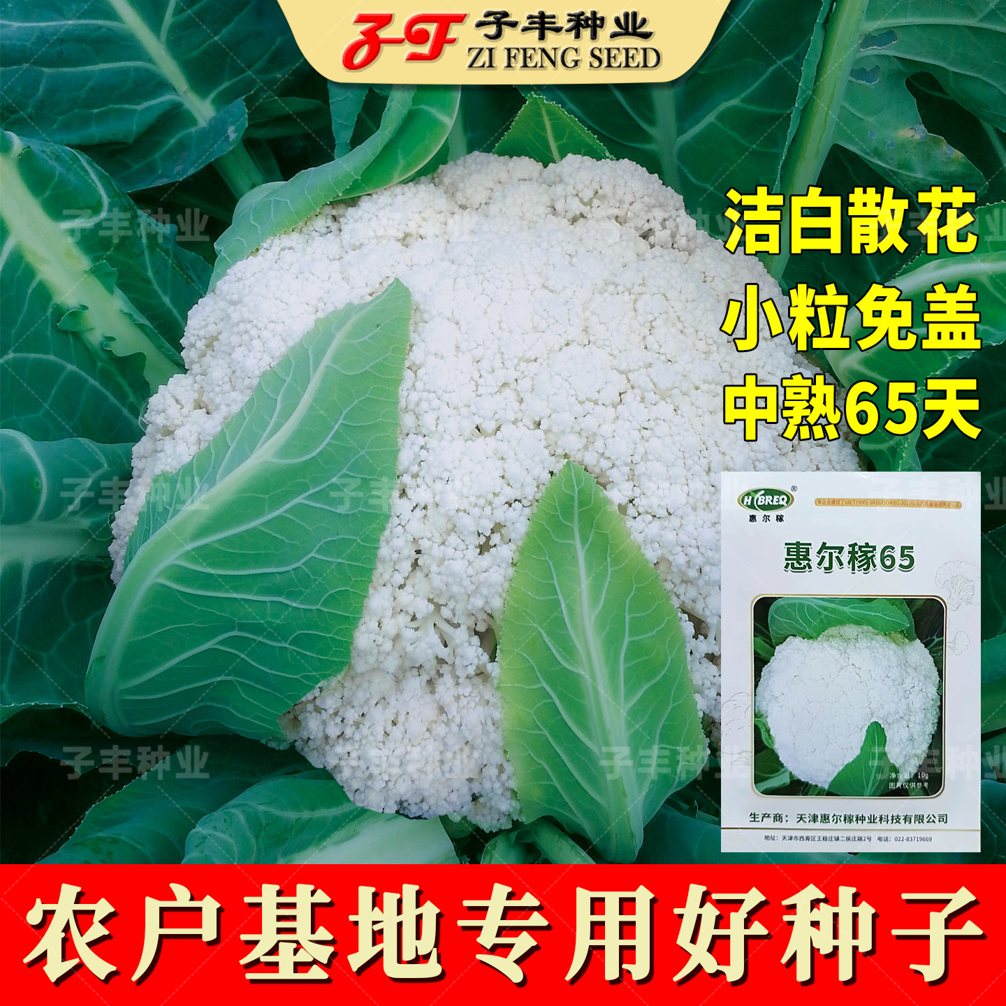 惠尔稼65天菜花种子春季秋季松不老花菜花椰菜高脚青梗松花菜种籽,鲜花速递/花卉仿真/绿植园艺,家庭园艺种子,淘宝优惠券,粉丝福利购,淘宝优惠卷