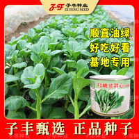 油青甜脆雜交菜心種子春夏秋季