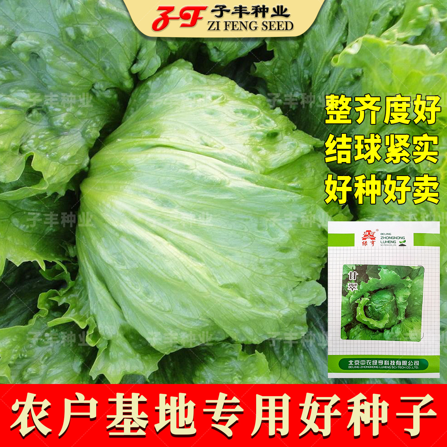 农户专用四季结球生菜种子图片