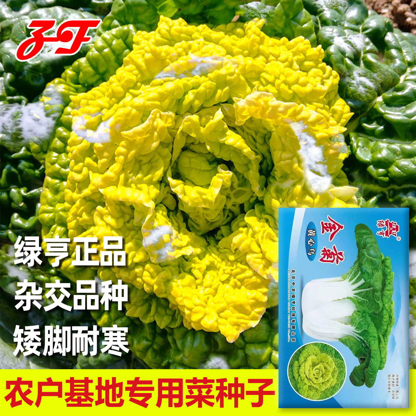 秋季冬季耐寒矮脚黄心乌种子图片