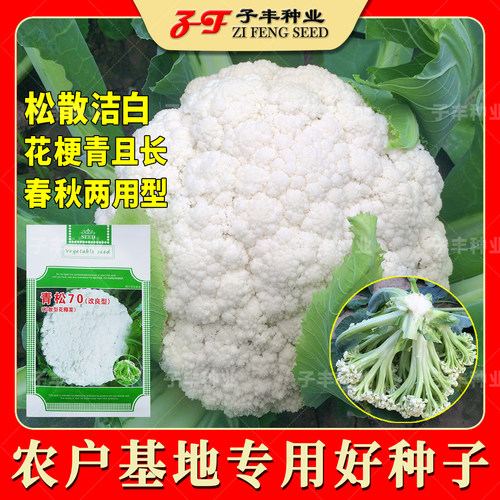 春秋季雪白青梗松花菜种子