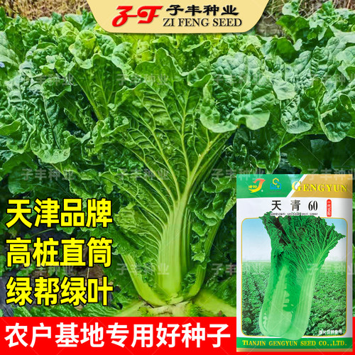天津正宗直筒青麻叶大白菜种子