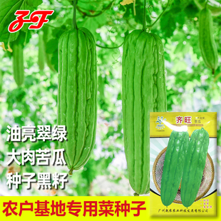 杂交油身大肉苦瓜种子春季秋季广东乾农齐旺青皮肉厚凉瓜蔬菜种籽