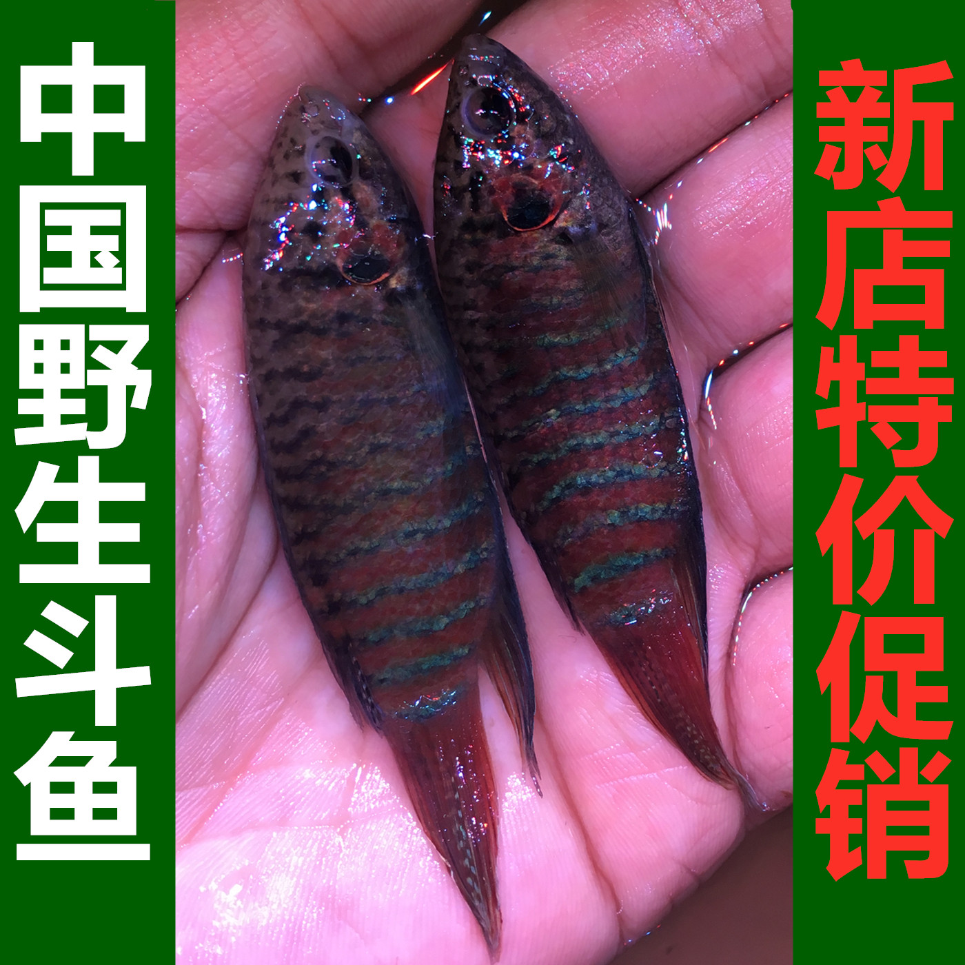 中国野生斗鱼活体普叉淡水观赏鱼旁皮婆菩萨鱼耐养活鱼不换水鱼苗