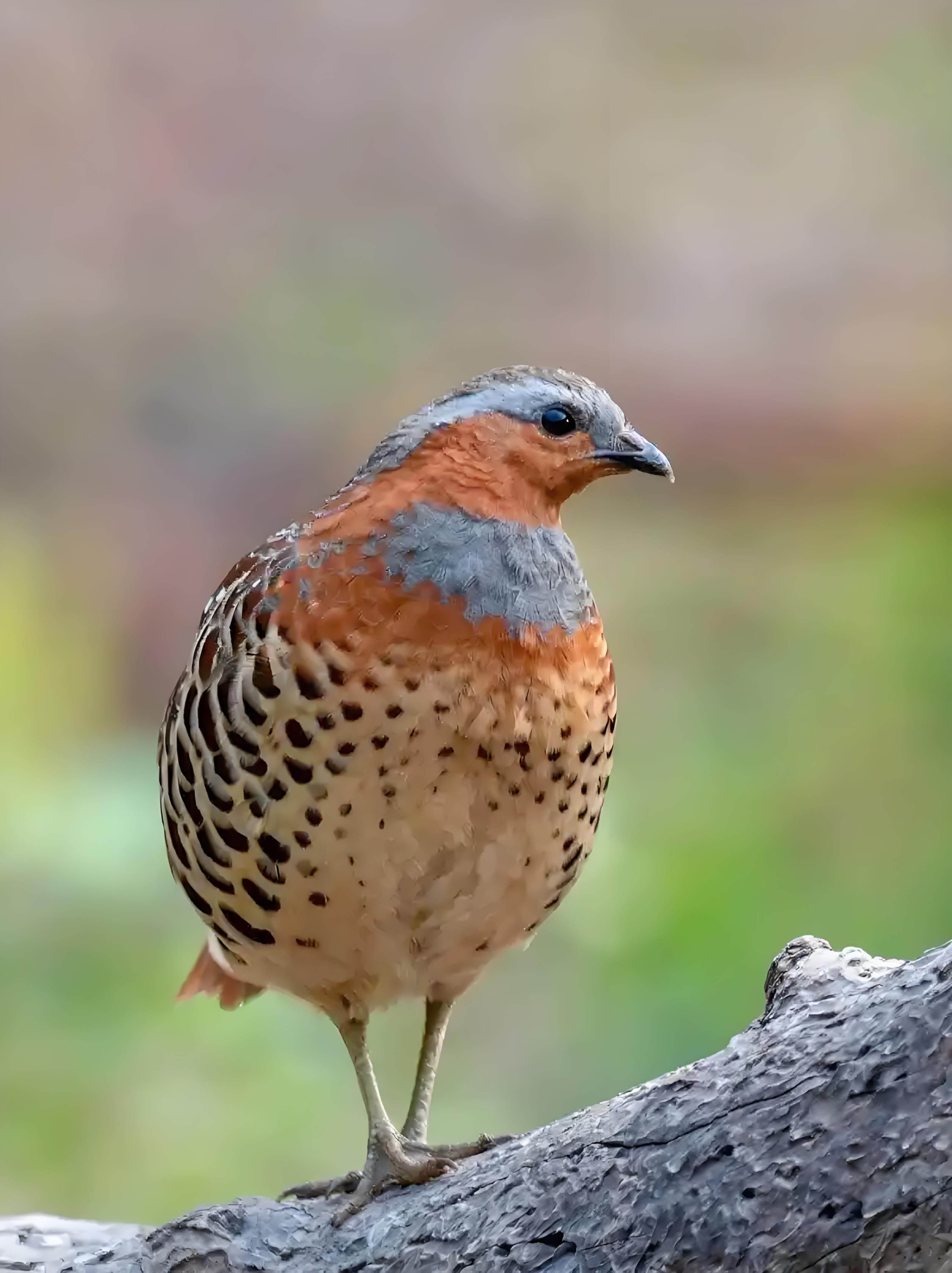 竹鸡 小型观赏宠物 可饲养 繁殖 4月龄 带证件发货 推荐一公一母