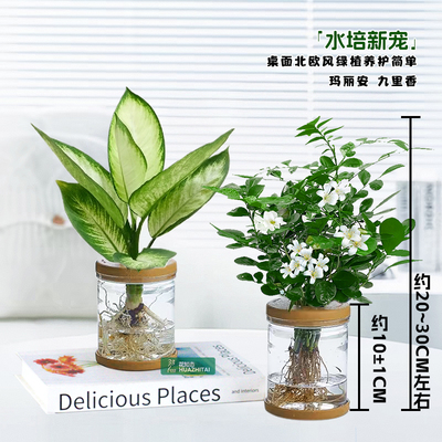 【水培玛丽安 九里香】清凉夏季20~30CM绿植物透明盆栽桌面美观美