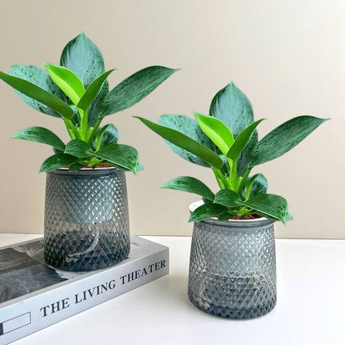 【 买一送一】金钻客厅净化空气美观室内绿植盆栽四季常青