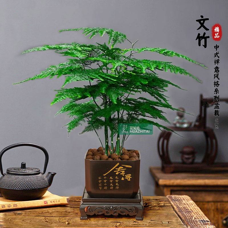 【文竹】古风室内办公室书桌面盆栽美观懒人好养易活绿植物美化