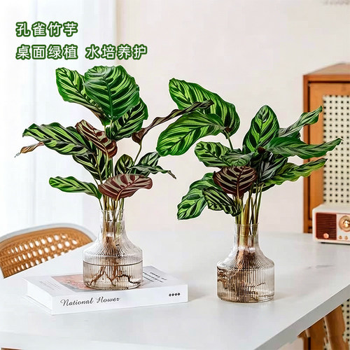 【孔雀竹芋】彩叶竹芋绿植盆栽室内客厅办公室前台美观内花卉植物