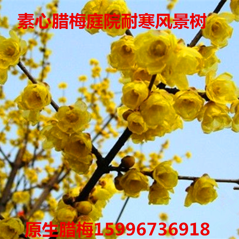 梅花树苗原生腊梅红梅树苗庭院绿化冬季开花浓香型花卉素心腊梅花