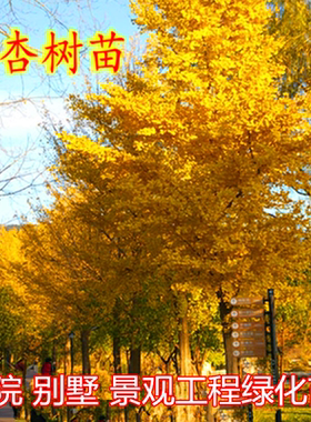 银杏园林绿化金叶北方种植树苗