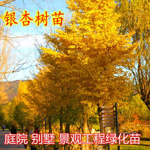 银杏园林绿化金叶北方种植树苗