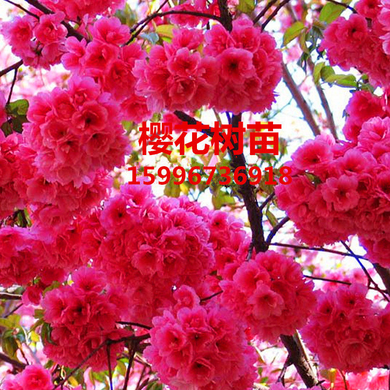 樱花树苗南北方种植日本晚樱地栽四季常青开花庭院绿化花木工程苗