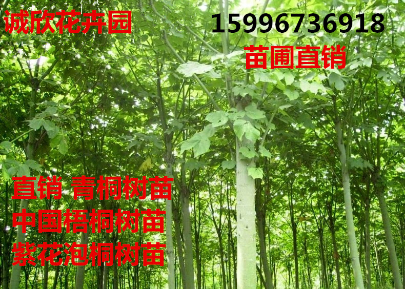 法国梧桐树苗 速生法桐苗 青皮梧桐苗 庭院工程绿化苗 梧桐树小苗